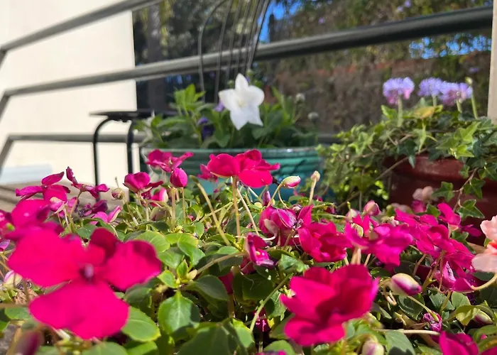 Dream Garden