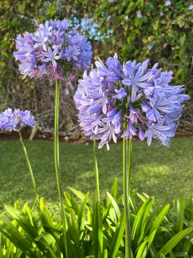 Apartment Dream Garden Santa Cruz de Tenerife